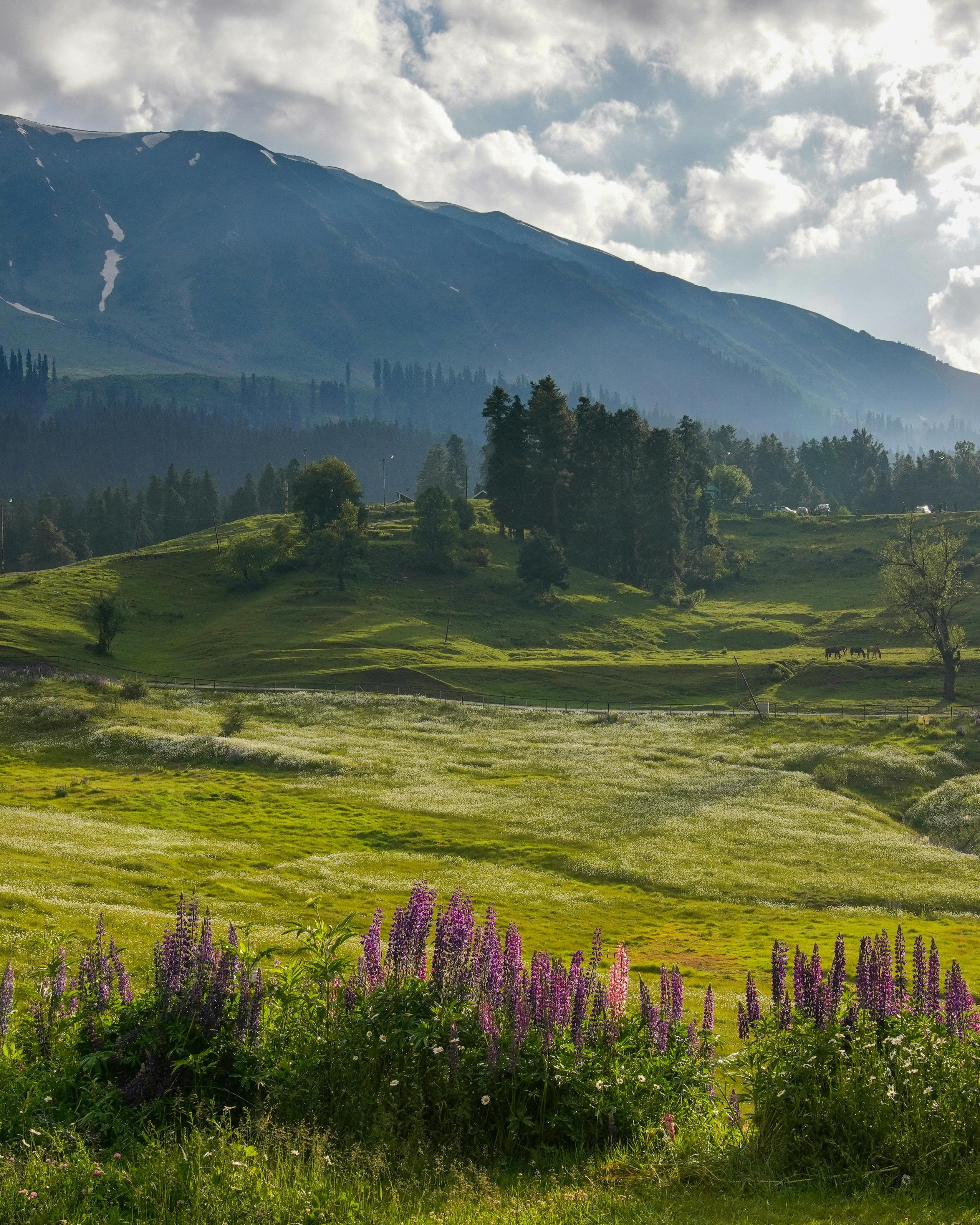 Kashmir meadow